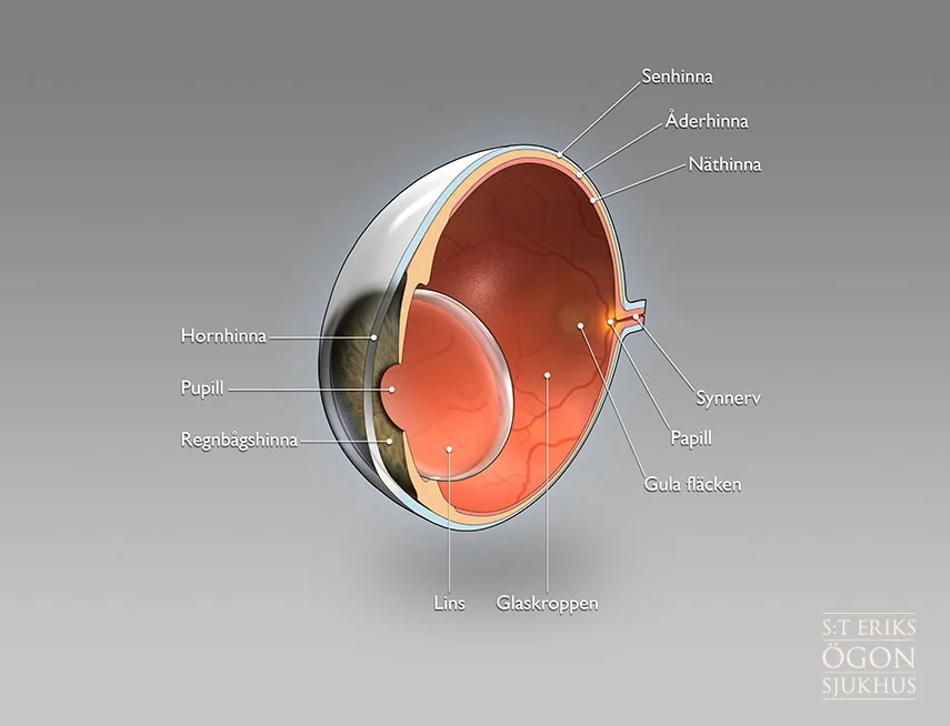 eye2.jpg